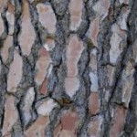 pinus_pinaster___schors
